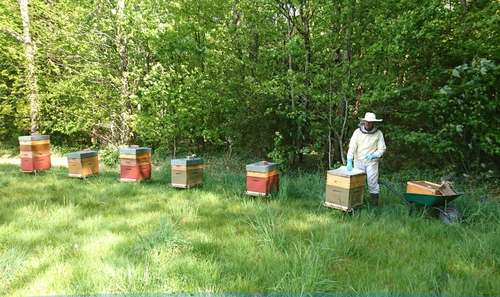 apiculture.png
