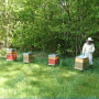 apiculture.png