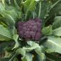 i-grande-26845-chou-brocoli-early-purple-sprouting-ab.net.jpg